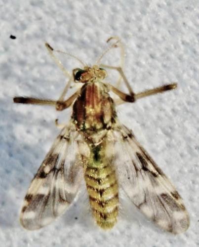 Psectrotanypus varius